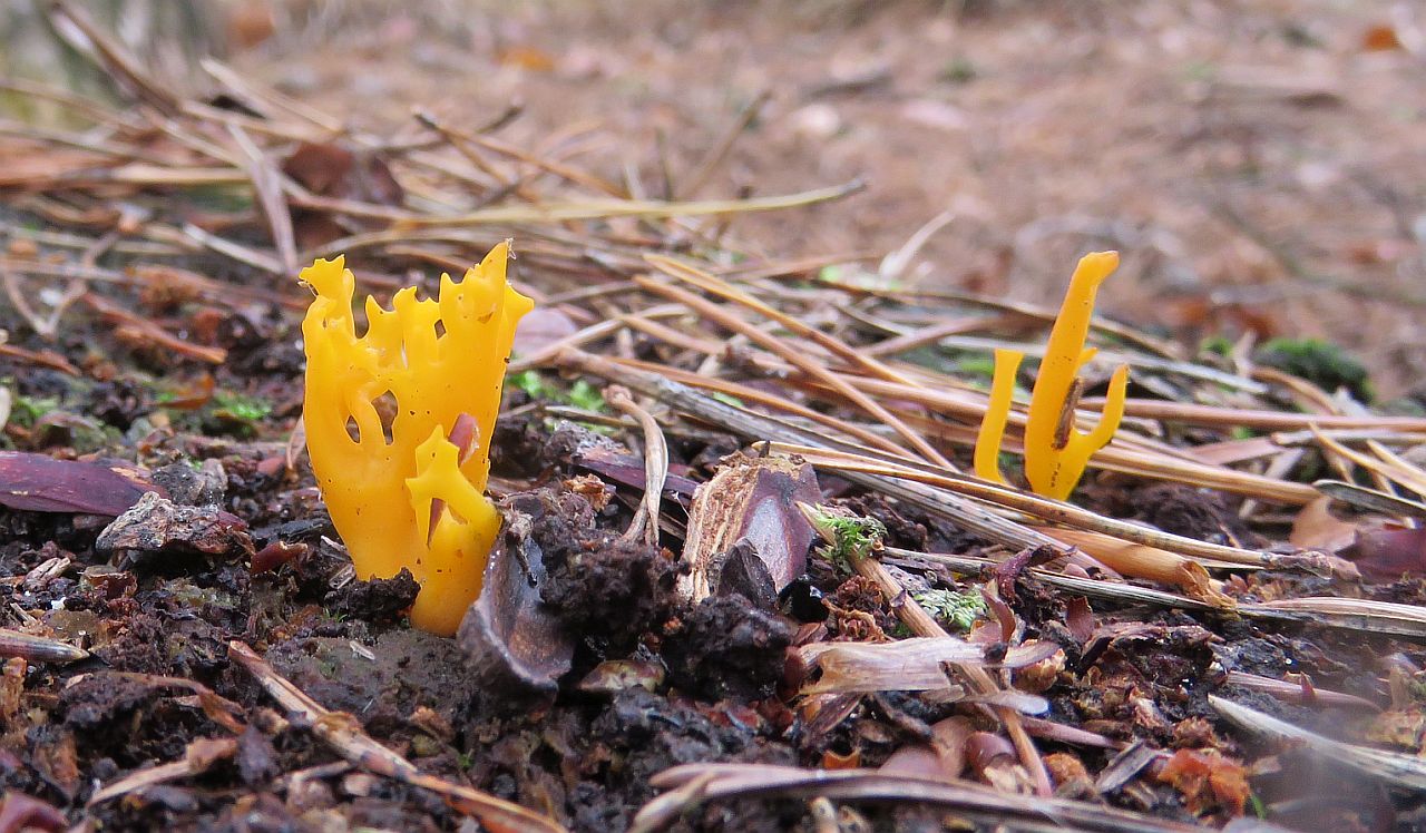  Yellow Staghorn 